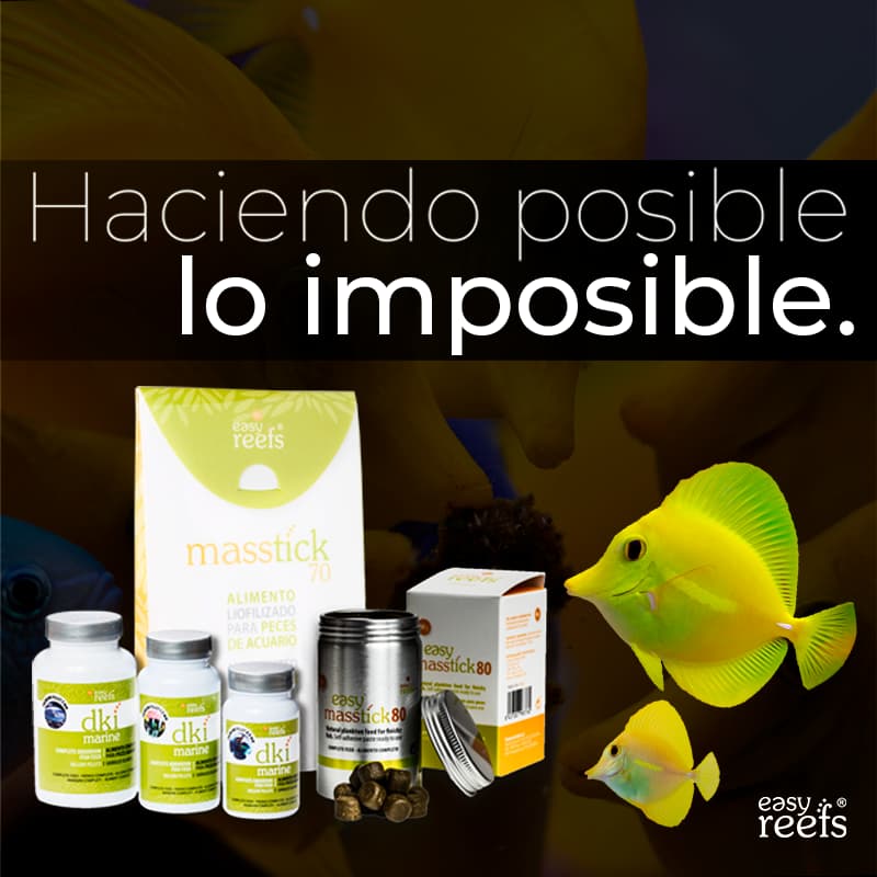 Inicio