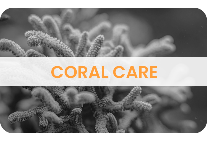 CORAL CARE CORAL CARE