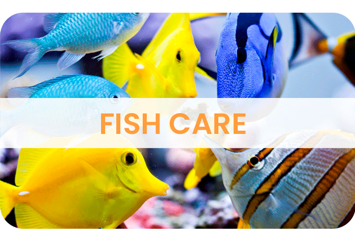 FISH CARE